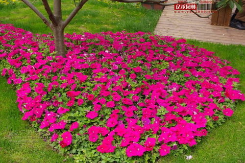 花鏡在園林綠化工程中的廣泛應用