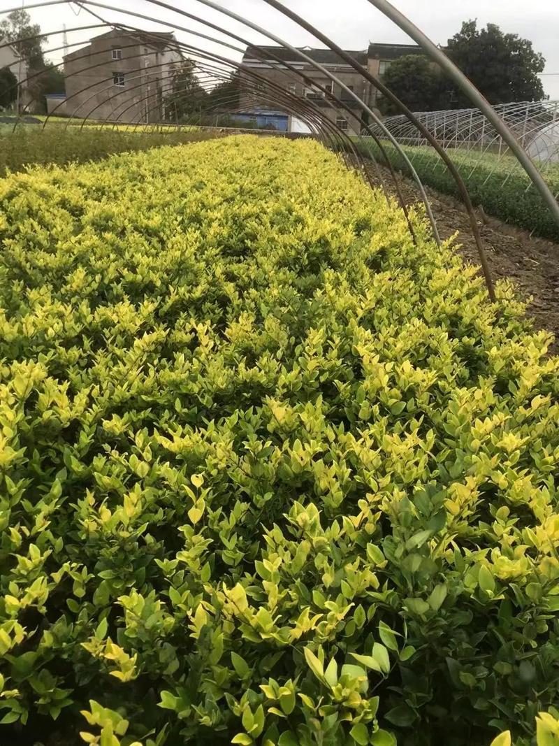 園林綠化工程苗木人 連接供需，筑造綠色與活力的空間